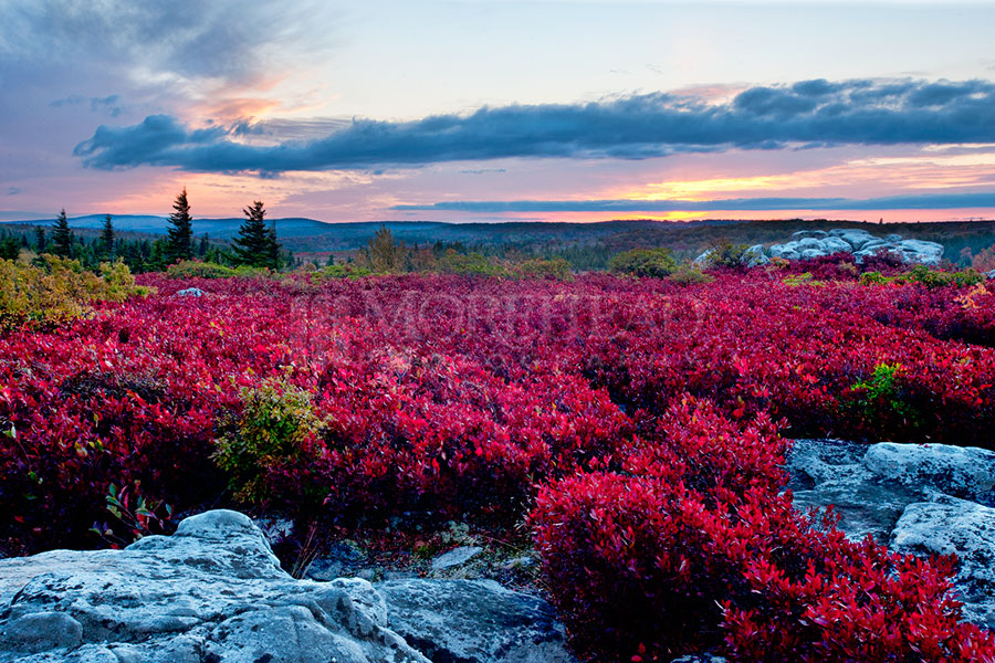 Field of Red