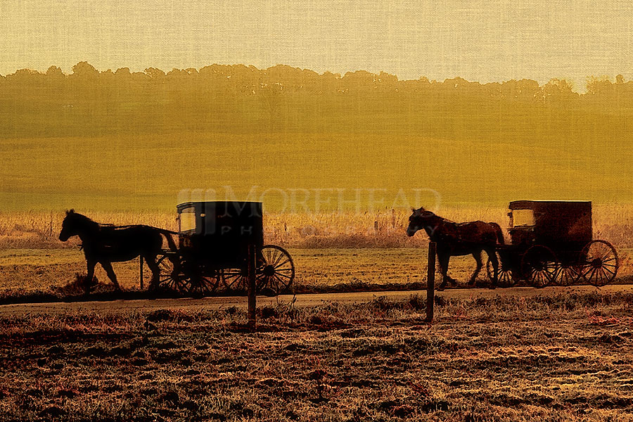 Morning Buggies