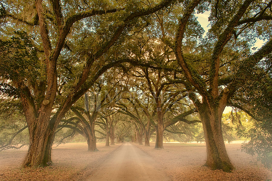 Into The Mist