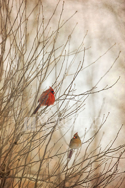 Among The Branches