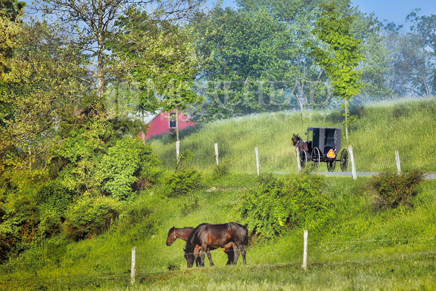 An Amish Morning Stroll