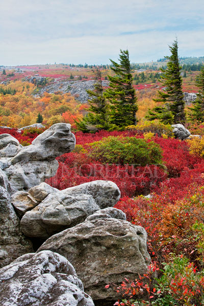 Red Spruce At Bear Rocks